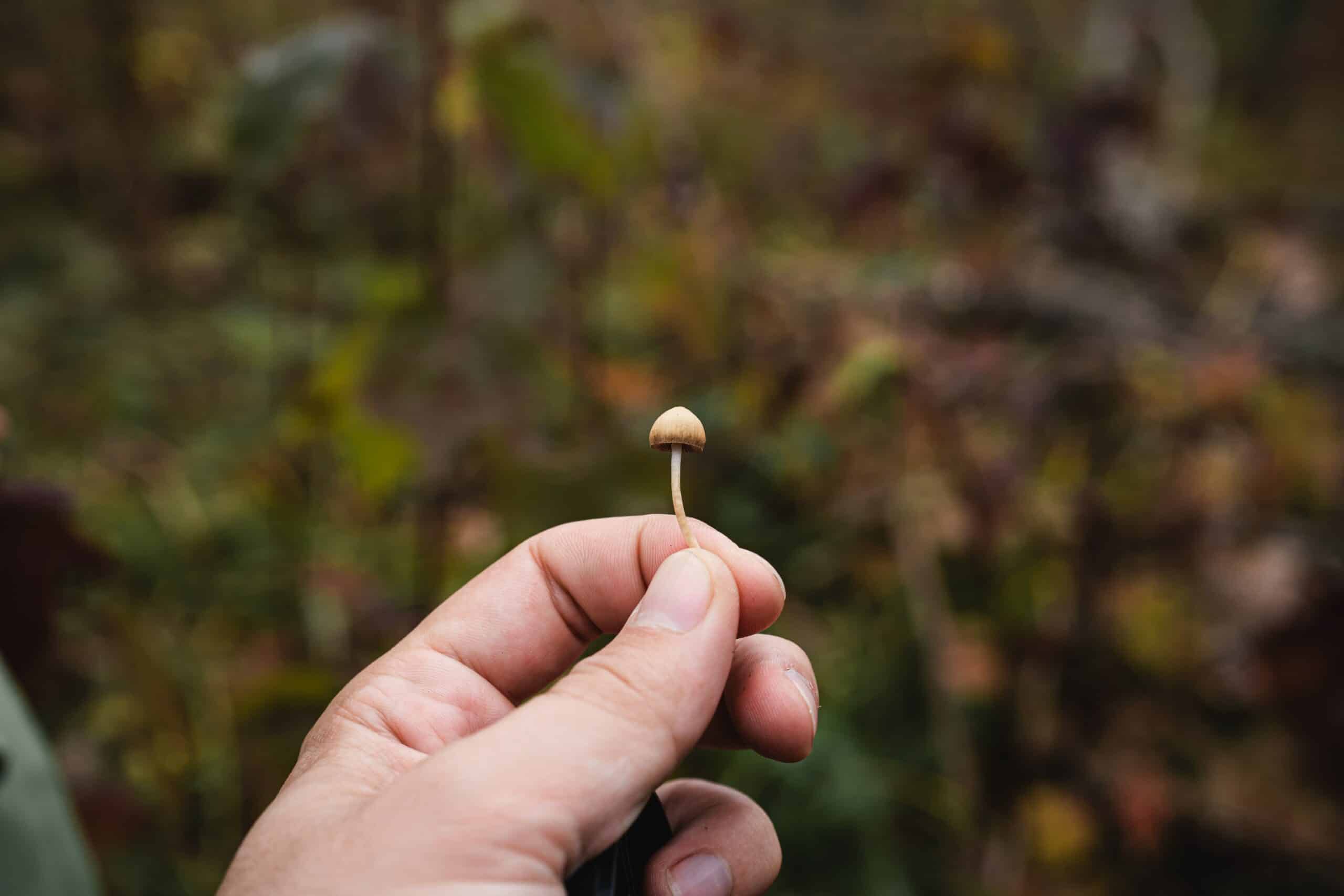 Psilocybe Magic Mushrooms